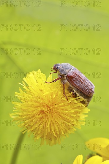 Cockchafer, field cockchafer (Melolontha melolontha), female on a dandelion (Taraxacum) flower, Wilnsdorf, North Rhine-Westphalia, Germany