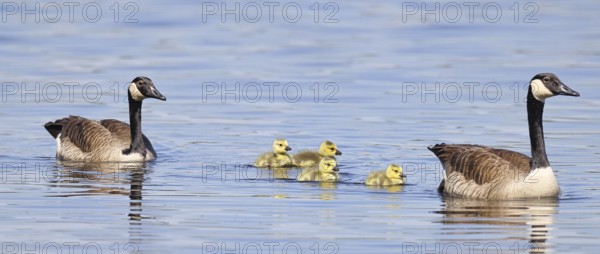Canada goose (Branta canadensis), pair swimming with chicks on a lake, animal pair, wildlife, birds, geese, nature reserve Wagbachniederung, Waghäusel, Baden-Württemberg, Germany