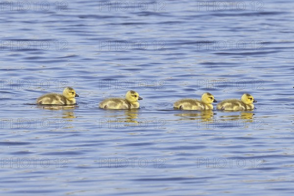 Canada goose (Branta canadensis), chicks swimming on a lake, young animals, wildlife, birds, geese, nature reserve Wagbachniederung, Waghäusel, Baden-Württemberg, Germany