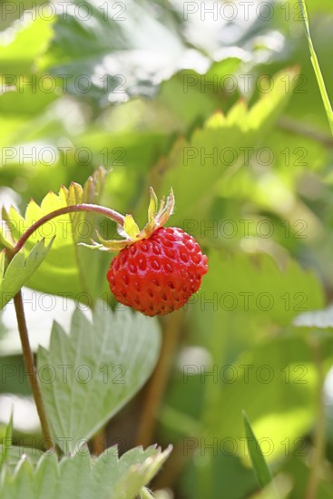 Forest strawberry (Fragaria vesca), ripe fruit, Wilnsdorf, North Rhine-Westphalia, Germany