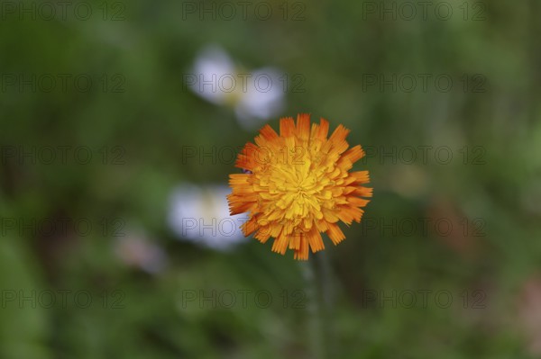 Orange hawkweed, orange-red hawkweed (Hieracium aurantiacum), flower on a rough meadow, Wilnsdorf, North Rhine-Westphalia, Germany