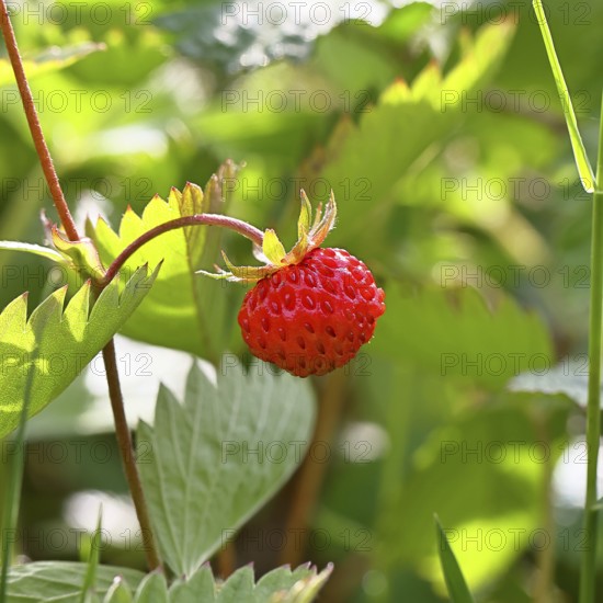 Forest strawberry (Fragaria vesca), ripe fruit, Wilnsdorf, North Rhine-Westphalia, Germany