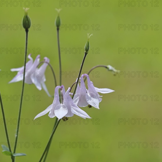 Columbine (Aquilegia vulgaris), white flower at the edge of a forest, in spring, Wilnsdorf, North Rhine-Westphalia, Germany