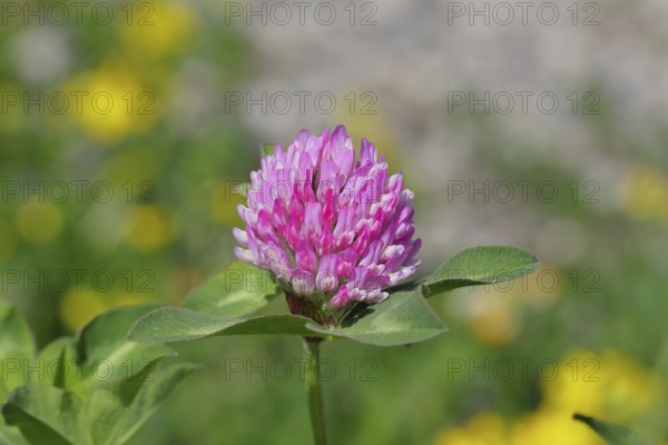 Meadow clover, red clover (Trifolium pratense), flower in a meadow, medicinal herb, Wilnsdorf, North Rhine-Westphalia, Germany