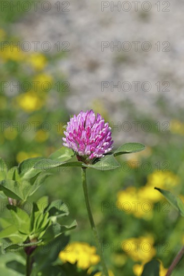 Meadow clover, red clover (Trifolium pratense), flower in a meadow, medicinal herb, Wilnsdorf, North Rhine-Westphalia, Germany