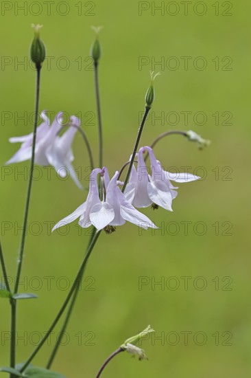 Columbine (Aquilegia vulgaris), white flower at the edge of a forest, in spring, Wilnsdorf, North Rhine-Westphalia, Germany