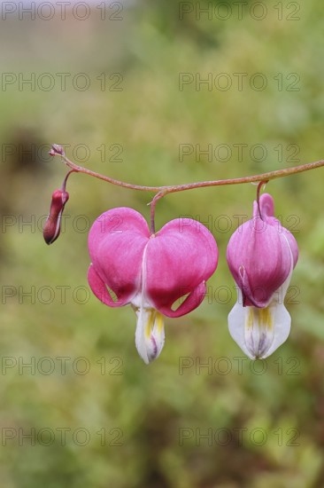 Watering Heart (Lamprocapnos spectabilis), flowers in a garden, Wilnsdorf, North Rhine-Westphalia, Germany