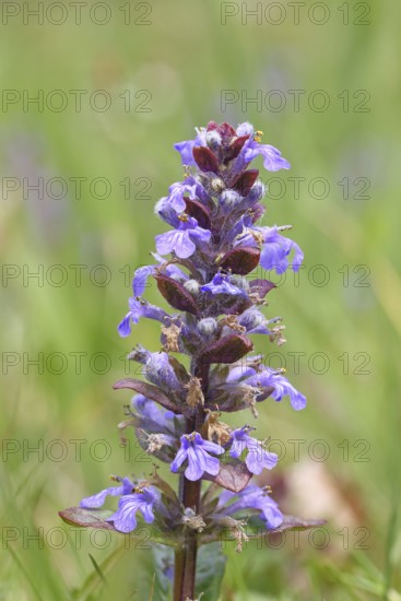 Blue bugle (Ajuga reptans), inflorescence in a meadow, Wilnsdorf, North Rhine-Westphalia, Germany