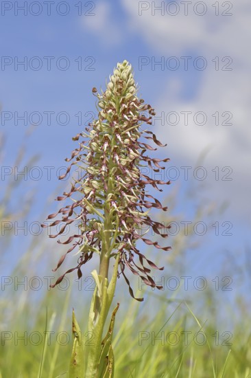 Goat's tongue (Himantoglossum hircinum), inflorescence with open white-purple flowers, in a meadow in front of a blue sky, orchids, orchid, orchid plant, nature photography, Lahnstein, Rhineland-Palatinate, Germany