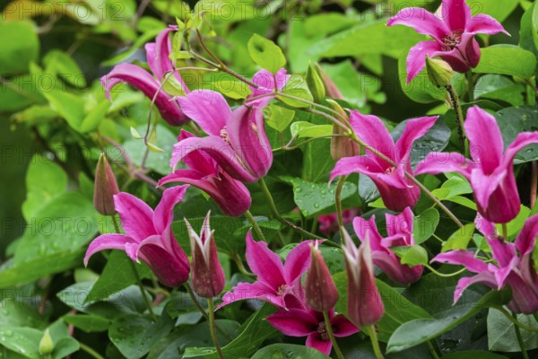 Clematis 'Princess of Wales' or 'Princess Diana', Texas clematis, North Rhine-Westphalia, Germany