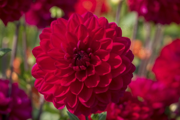 Dekorative Dahlie (Dahlia), variety 'David's Choice', Münsterland, North Rhine-Westphalia, Germany
