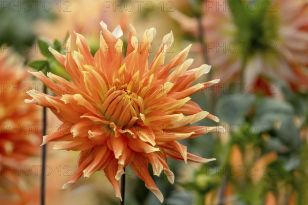 Dahlia (Dahlia), North Rhine-Westphalia, Germany