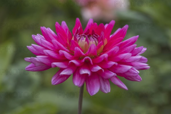 Dahlia (Dahlia), Otto Dix variety, Münsterland, North Rhine-Westphalia, Germany