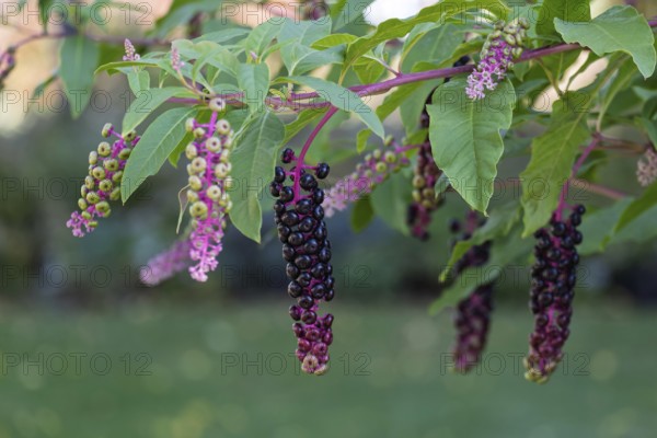 Pokeweed (Phytolacca), Münsterland, North Rhine-Westphalia, Germany
