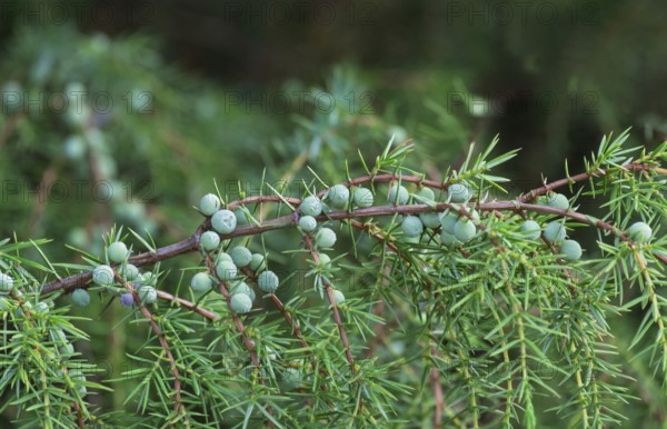 Common juniper (Juniperus communis), Buurserzand nature reserve, Netherlands