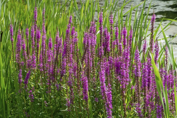 Purple loosestrife (Lythrum salicaria), spiky loosestrife, flowering purple lythrum, North Rhine-Westphalia, Germany