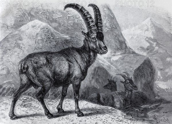 Alpine ibex (Capra ibex), historical book illustration, wood engraving