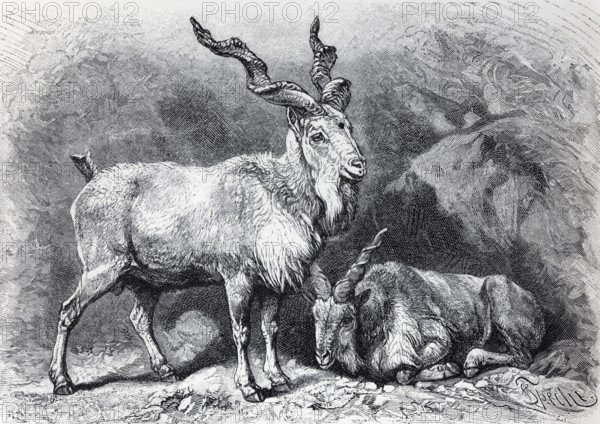 Screw-horned goat (Capra Falconeri), historical book illustration