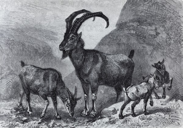 Bezoar goat (Capra aegargus), historical book illustration, wood engraving