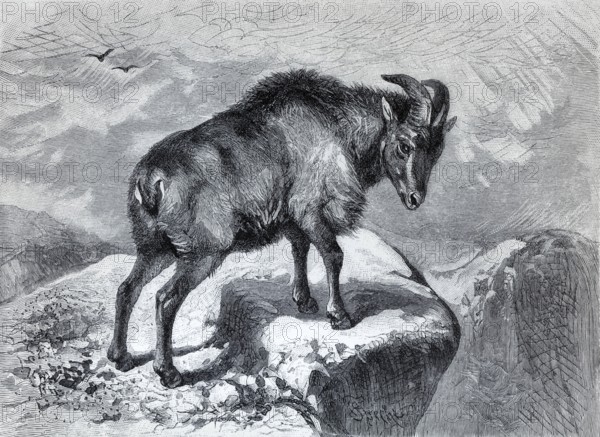 Thar (Capra bubalina), historical book illustration, wood engraving, Brockhaus Konversations-Lexiokon from 1908