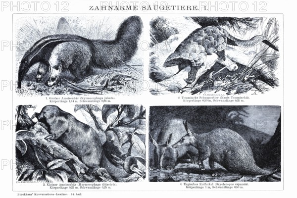 Plate of toothless mammals, anteaters (Myrmecophaga jubata, Myrmecophaga didactyla), pangolin (Manis Temminckli), aardvark (Orycteropus capensis), historical book illustration, wood engraving