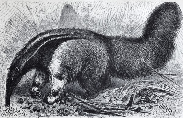 Giant anteater (Myrmecophaga jubata), historical book illustration, wood engraving Brockhaus Konversations-lexoikon from 1908