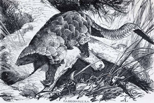 Temminck's pangolin (Manis Temminckii), historical book illustration, wood engraving