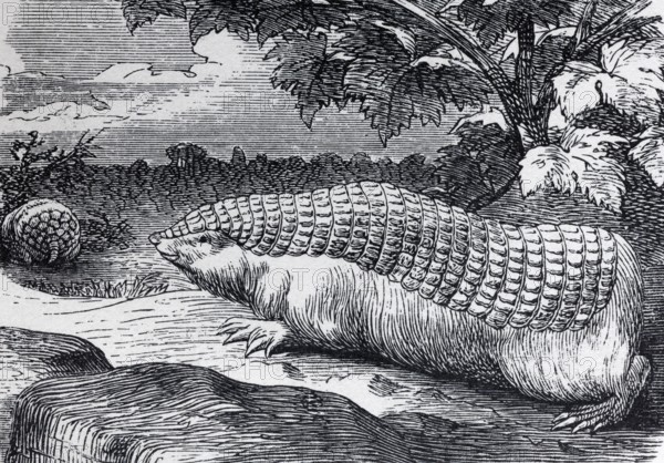 Small girdled gauze (Chlamydophorus truncatus), historical book illustration, wood engraving