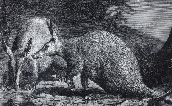 Cape aardvark (Orycheropus capensis), historical book illustration, wood engraving
