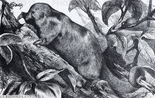 Silky anteater (Myrmecophaga didactyla), historical book illustration, wood engraving