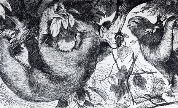 Three-fingered sloth, white-throated sloth or Ai (Bradypus tridactylus), historical book illustration, wood engraving