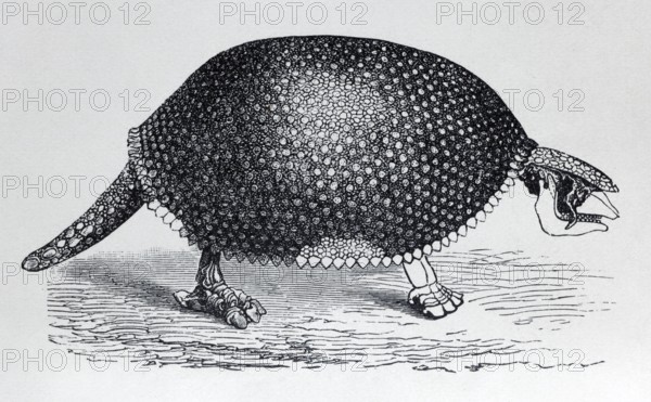 Glyptodon (Glyptodon clavipes), extinct giant armoured animal from the Pleistocene, historical book illustration, wood engraving