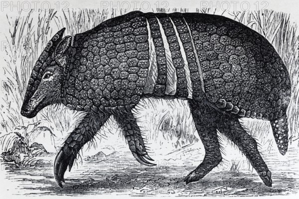Three-banded armadillo (Tolypeutes tricinctus), historical book illustration, wood engraving