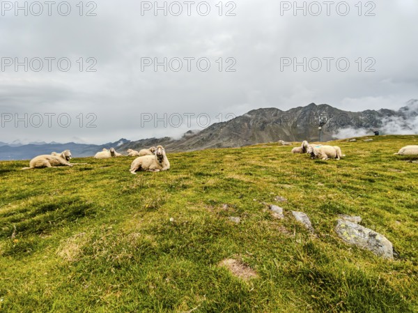 Flock of sheep in the high mountains on Hohe Mut Alm in the Ötztal Alps, Gurgl, Sölden, Tyrol, Austria