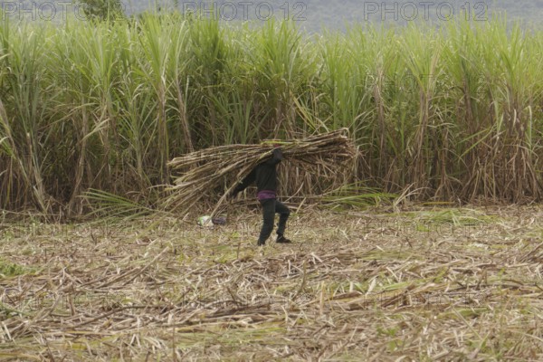 Labourer transporting sugar cane, farm worker, harvest, sugar, sugar cane cultivation, field, agriculture, food production, Negros Occidental, Philippines