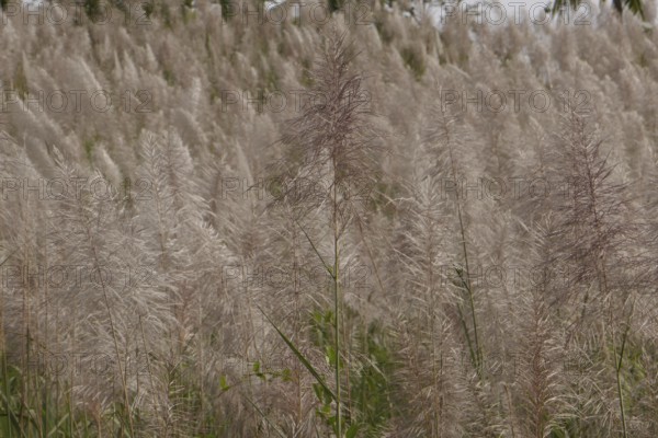 Sugar cane, harvest, sugar, sugar cane cultivation, field, agriculture, food production, Negros Occidental, Philippines