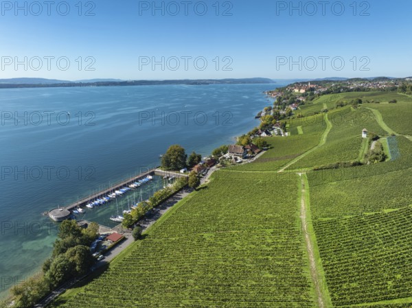 Aerial view, vineyard, vineyard slope at the historic Haltnau winery near Meersburg, on the left the marina, Lake Constance, Lake Constance district, Baden-Württemberg, Germany