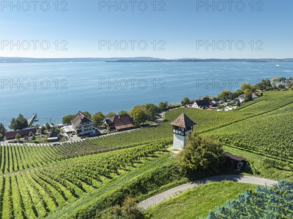 Aerial view of a vineyard, vineyard slope with winery tower at the historic Haltnau winery near Meersburg with a view of Lake Constance, Lake Constance district, Baden-Württemberg, Germany
