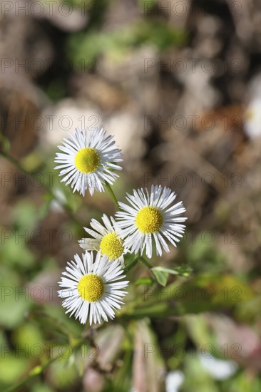 Annual ragweed (Erigeron annuus), by the wayside in a field, Wilnsdorf, North Rhine-Westphalia, Germany