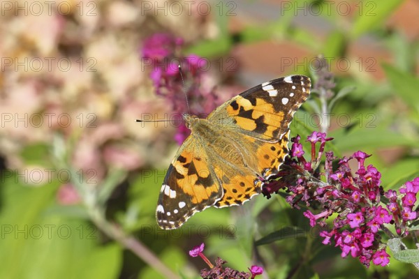 Thistle butterfly (Vanessa cardui) on a Buddleja davidii flower, Wilnsdorf, North Rhine-Westphalia, Germany