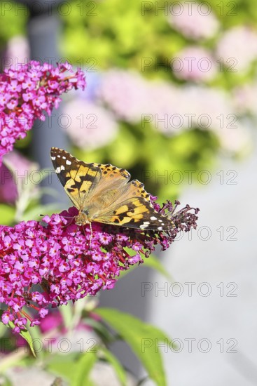 Thistle butterfly (Vanessa cardui) on a Buddleja davidii flower, Wilnsdorf, North Rhine-Westphalia, Germany