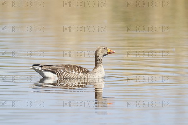 Greylag goose (Anser anser), swimming on a pond, Wagbachniederung nature reserve, Waghäusel, Baden-Württemberg, Germany