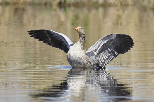 Greylag goose (Anser anser), flapping its wings on a pond, Wagbachniederung nature reserve, Waghäusel, Baden-Württemberg, Germany