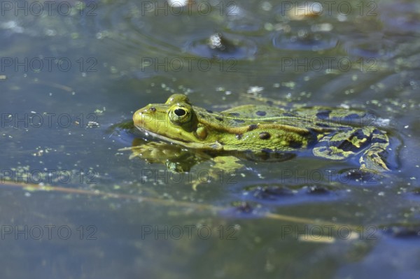 Edible Frog (Pelophylax esculentus) in spawning waters, Wagbachniederung nature reserve, Waghäusel, Baden-Württemberg, Germany