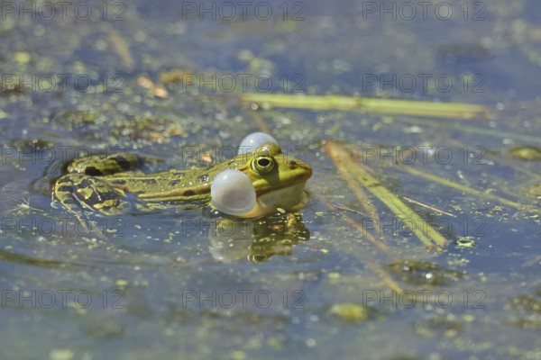 Edible Frog (Pelophylax esculentus) calling male in spawning water, Wagbachniederung nature reserve, Waghäusel, Baden-Württemberg, Germany