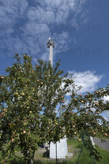 Apple tree with fruit behind a transmission mast, Eckental, Middle Franconia, Bavaria, Germany