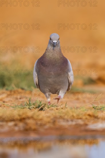 Rock dove (Columba livia) on a farmers field, Belchite, Aragon, Saragossa, Spain