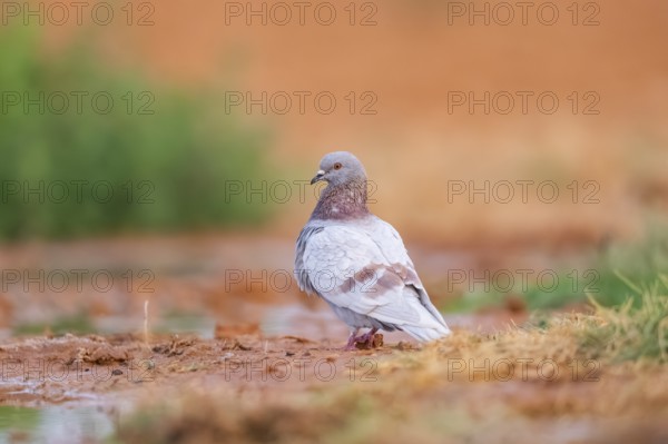 Rock dove (Columba livia) on a farmers field, Belchite, Aragon, Saragossa, Spain