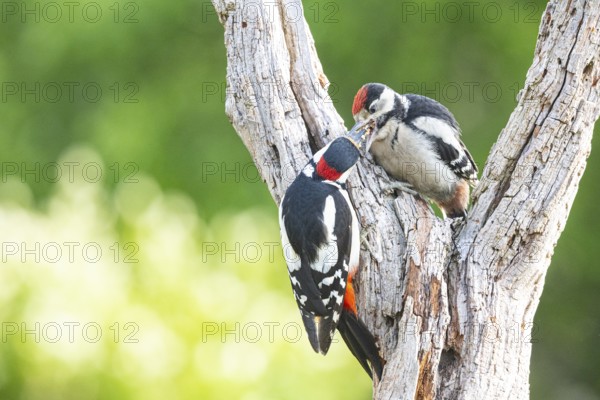 Great spotted woodpecker (Dendrocopus major) ml Old bird feeding young bird Germany