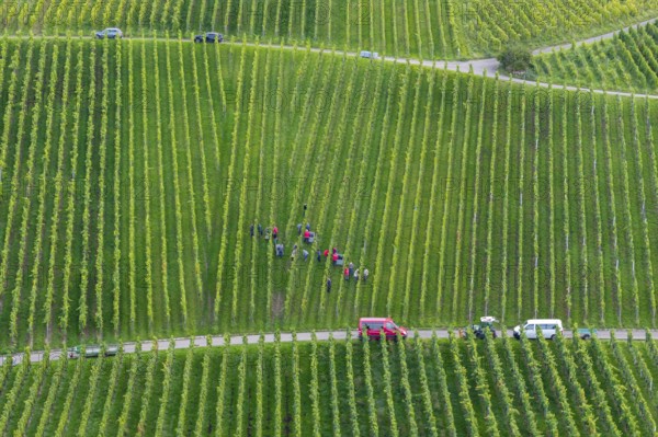 Several people are busy in a large vineyard with rows of vines, grape grape harvest, near Korb, Remstal, Baden-Württemberg, Germany